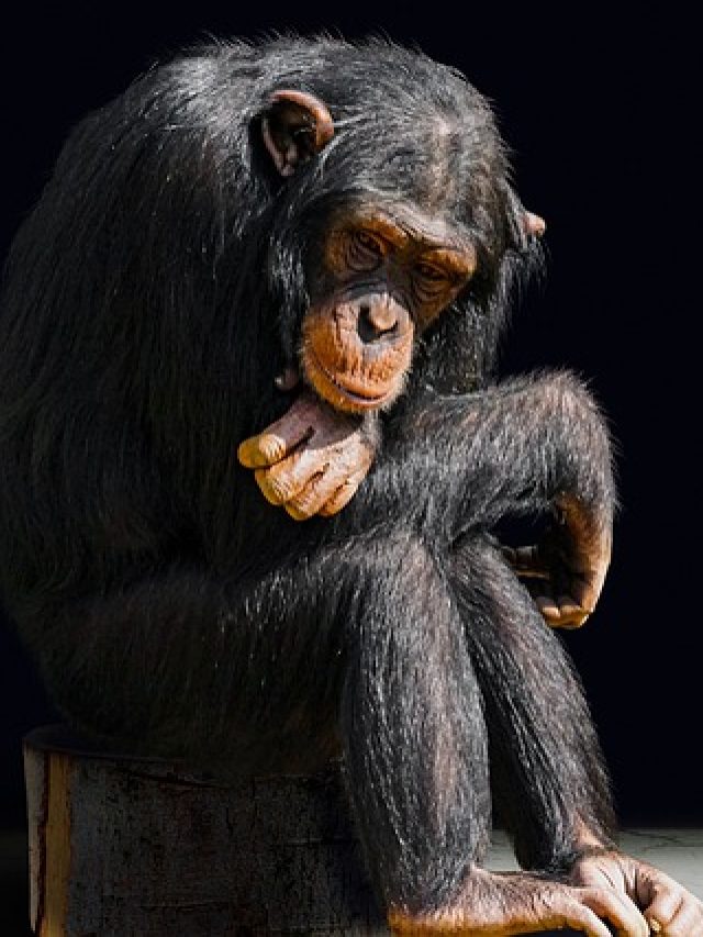 Some important facts about Chimpanzee