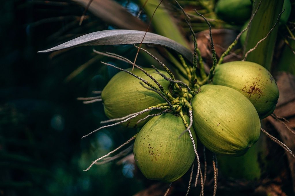 Benefits of coconut